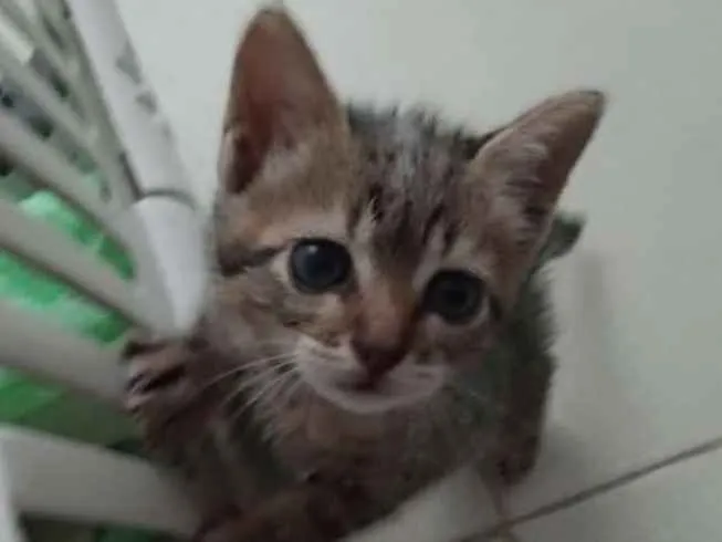 Gato ra a SRD idade Abaixo de 2 meses nome Lana