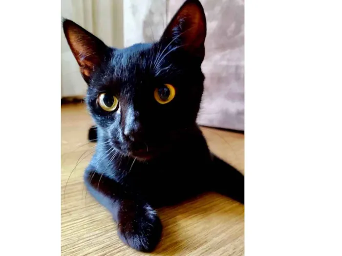 Gato ra a SRD idade 1 ano nome Rubi 