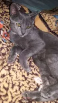 Amara