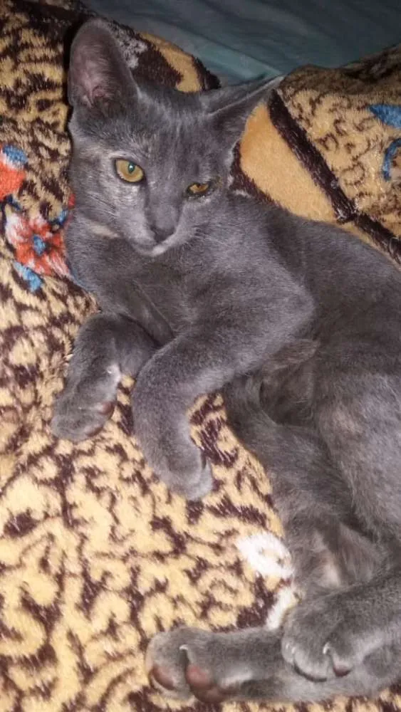 Gato ra a SRD idade 2 a 6 meses nome Amara