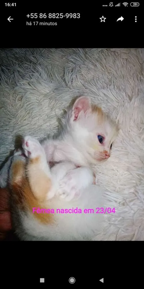 Gato ra a Sem raça definida idade 2 a 6 meses nome Sem nome