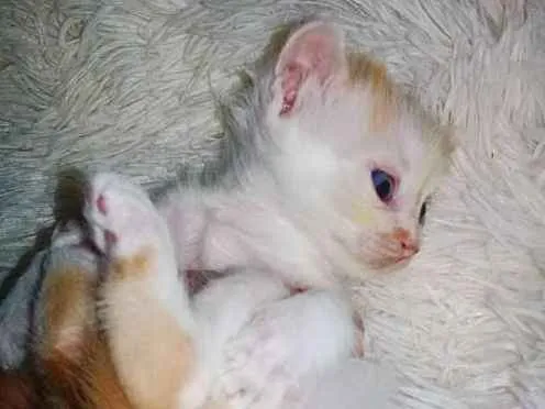 Gato ra a Sem raça definida idade 2 a 6 meses nome Sem nome