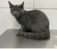 Simba
