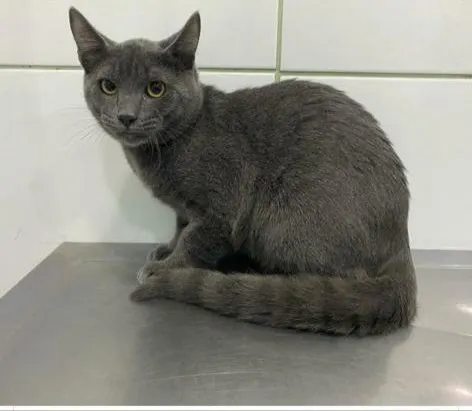 Gato ra a SRD idade 7 a 11 meses nome Simba