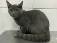 Simba