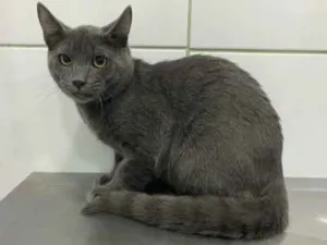 Gato raça SRD idade 7 a 11 meses nome Simba