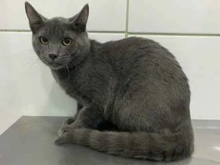 Gato ra a SRD idade 7 a 11 meses nome Simba
