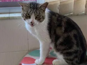 Gato raça SRD idade 7 a 11 meses nome Lolo