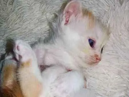 Gato ra a Sem raça definida idade 2 a 6 meses nome Sem nome