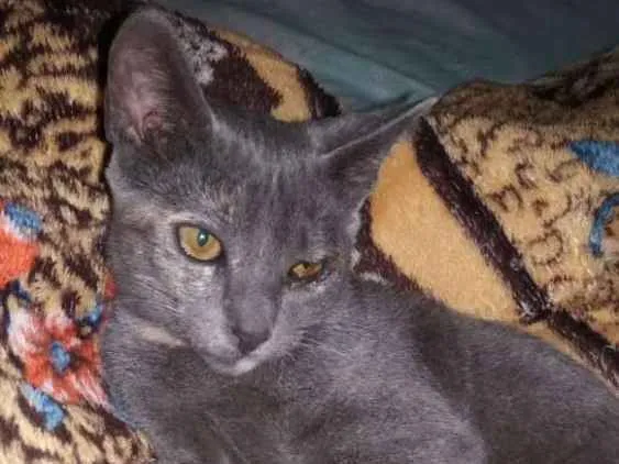 Gato ra a SRD idade 2 a 6 meses nome Amara