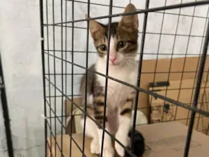 Gato raça SRD idade 2 a 6 meses nome Lenon