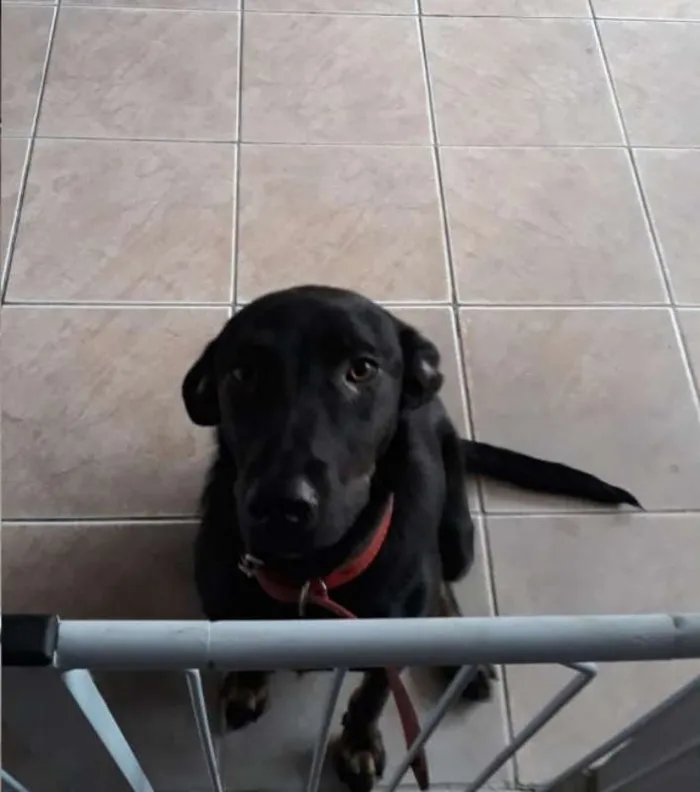 Cachorro ra a SRD idade 2 anos nome Cacau
