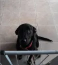 Cacau