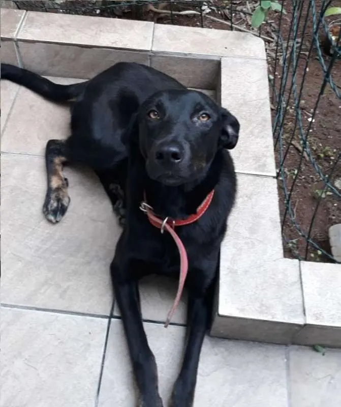 Cachorro ra a SRD idade 2 anos nome Cacau