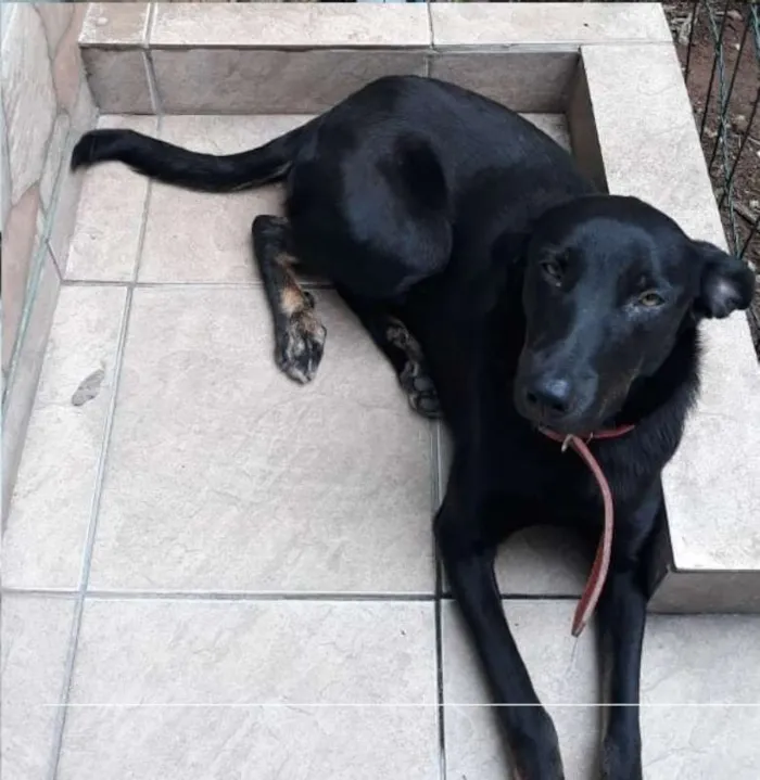 Cachorro ra a SRD idade 2 anos nome Cacau