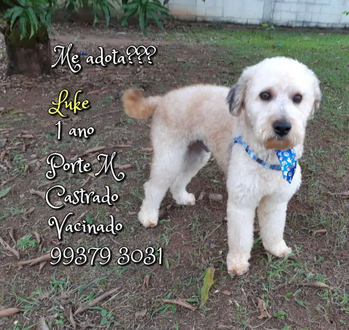 Cachorro raça Poodle 5 idade 1 ano nome Luke