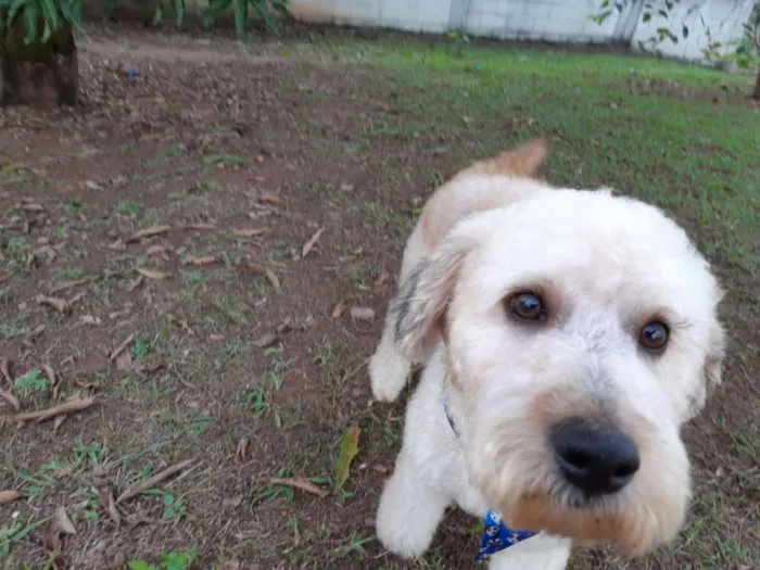 Cachorro raça Poodle 5 idade 1 ano nome Luke