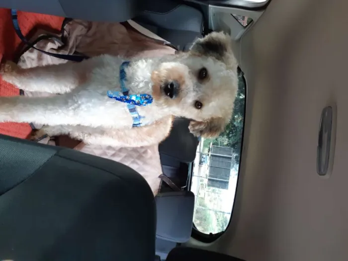 Cachorro raça Poodle 5 idade 1 ano nome Luke