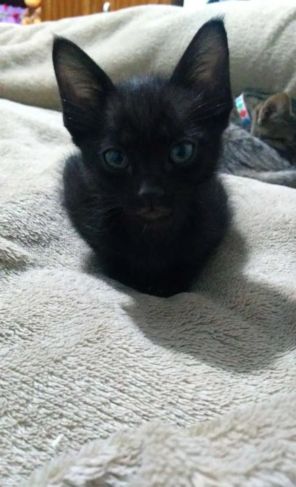 Gato ra a SRD idade 2 a 6 meses nome Filhotinho da Val