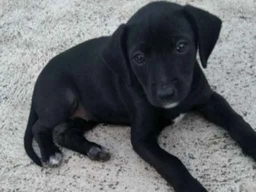 Cachorro raça SRD idade Abaixo de 2 meses nome Sem nome