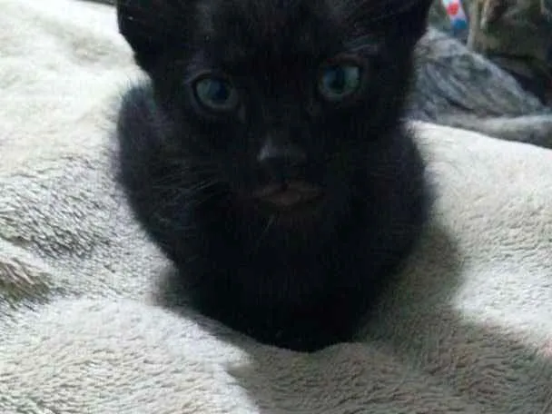 Gato ra a SRD idade 2 a 6 meses nome Filhotinho da Val