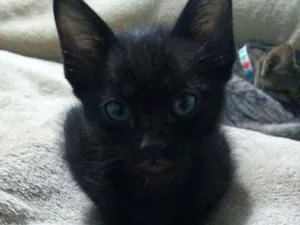 Gato raça SRD idade 2 a 6 meses nome Filhotinho da Val