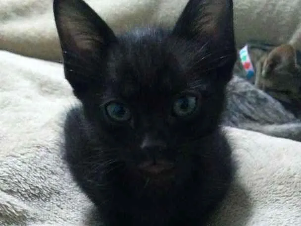 Gato ra a SRD idade 2 a 6 meses nome Filhotinho da Val