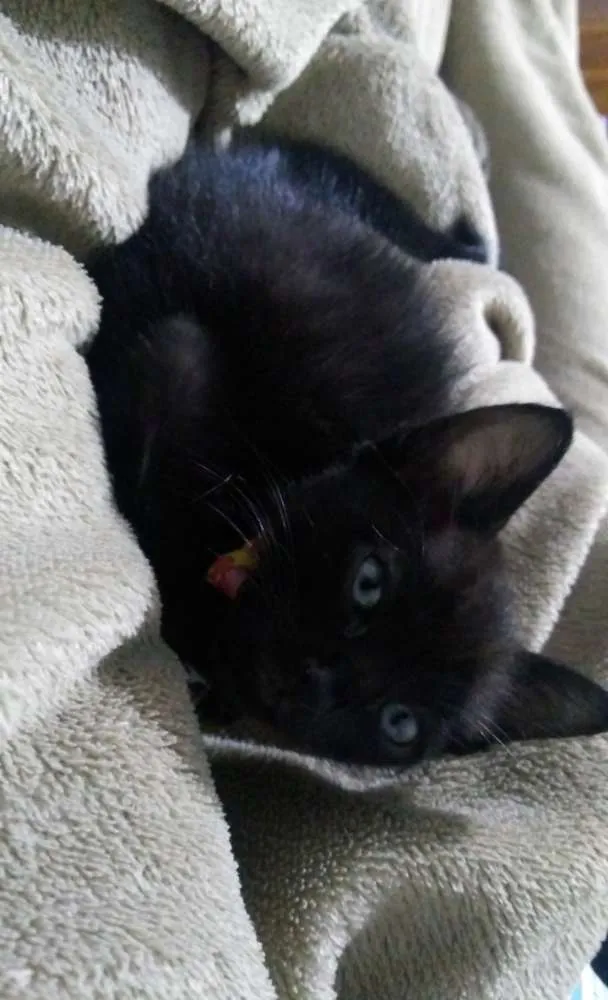 Gato ra a SRD idade 2 a 6 meses nome Sem nome