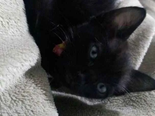 Gato ra a SRD idade 2 a 6 meses nome Sem nome
