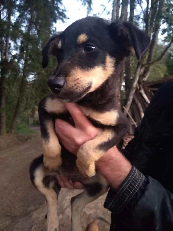 Cachorro ra a Sem raça definida idade 2 a 6 meses nome Sem nome*