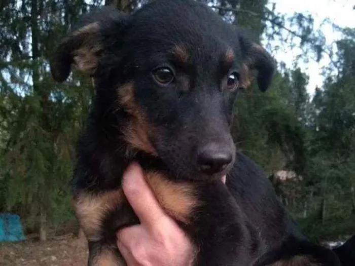 Cachorro ra a Sem raça definida idade 2 a 6 meses nome Sem nome*