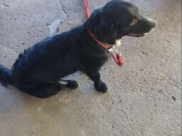 Cachorro ra a Vira lata idade 2 anos nome Pretinha 