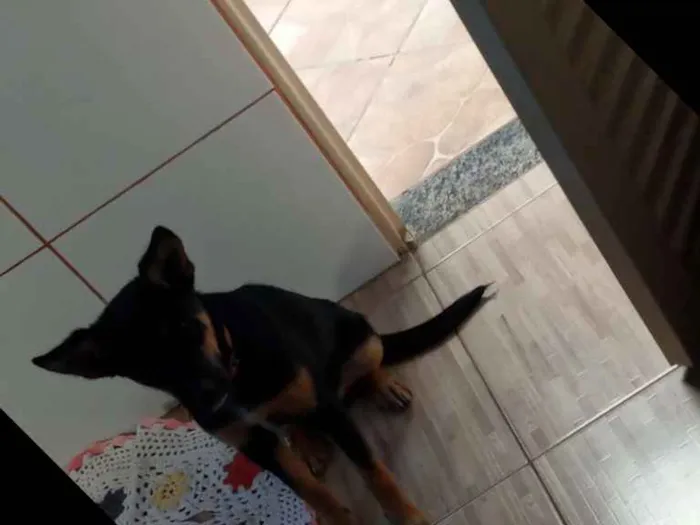 Cachorro ra a Blue heller com vira lata idade 2 a 6 meses nome Thor