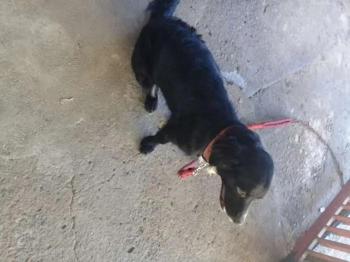 Cachorro ra a Vira lata idade 2 anos nome Pretinha 