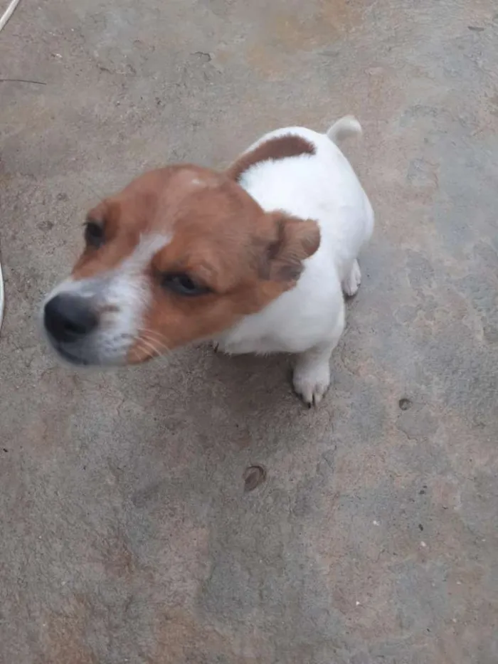 Cachorro ra a Vira lata idade 2 a 6 meses nome Lili