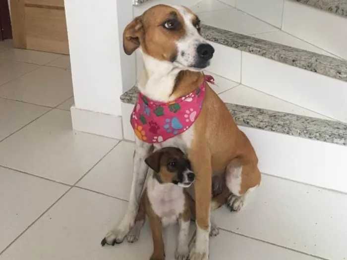 Cachorro ra a Vira lata idade 1 ano nome Betina