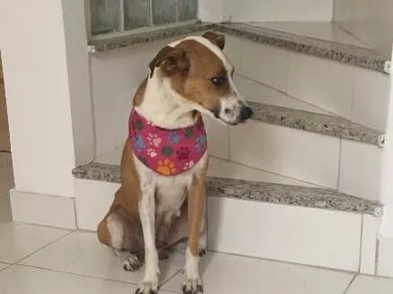 Cachorro ra a Vira lata idade 1 ano nome Betina