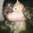 Fofinhos