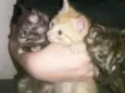 Fofinhos