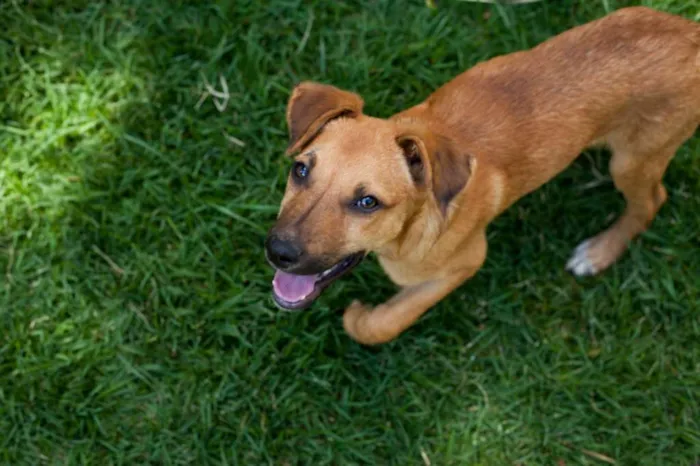 Cachorro raça SRD idade 2 a 6 meses nome Thor