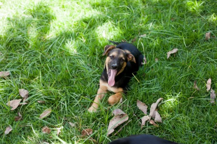 Cachorro raça SRD idade 2 a 6 meses nome Bart (filhote)