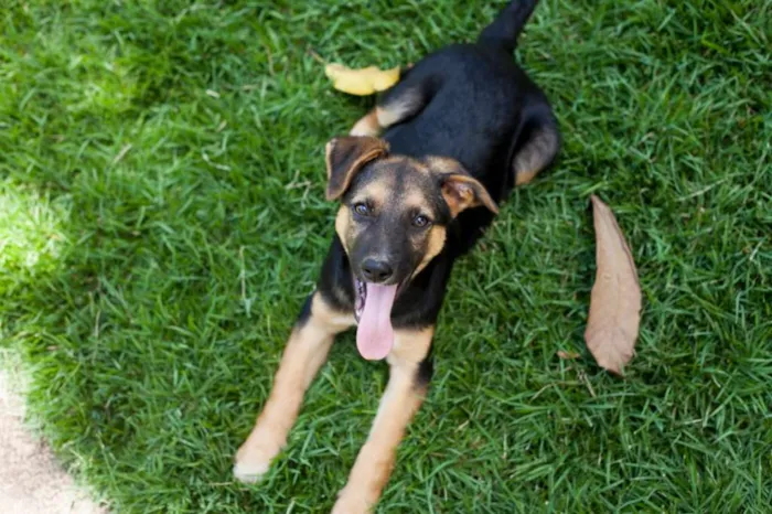 Cachorro raça SRD idade 2 a 6 meses nome Bart (filhote)
