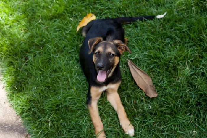 Cachorro raça SRD idade 2 a 6 meses nome Bart (filhote)