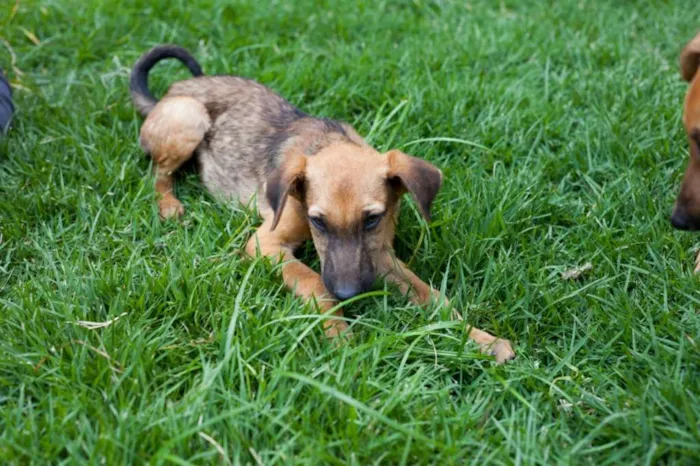 Cachorro raça SRD idade 2 a 6 meses nome Billy