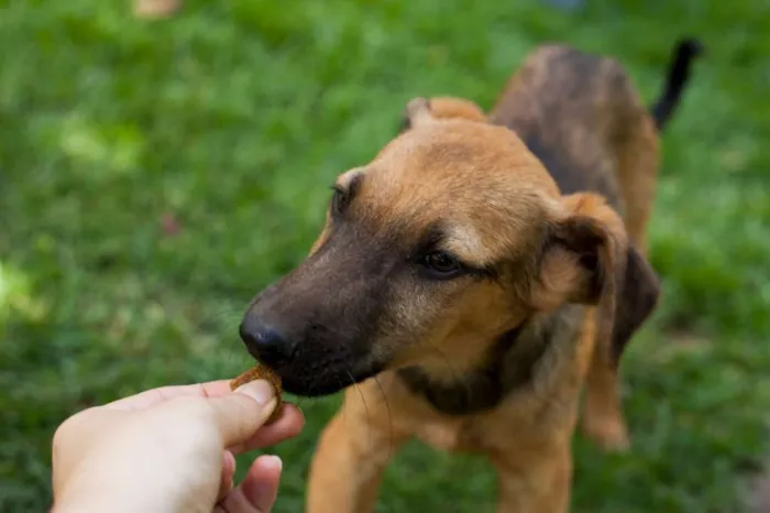 Cachorro raça SRD idade 2 a 6 meses nome Billy