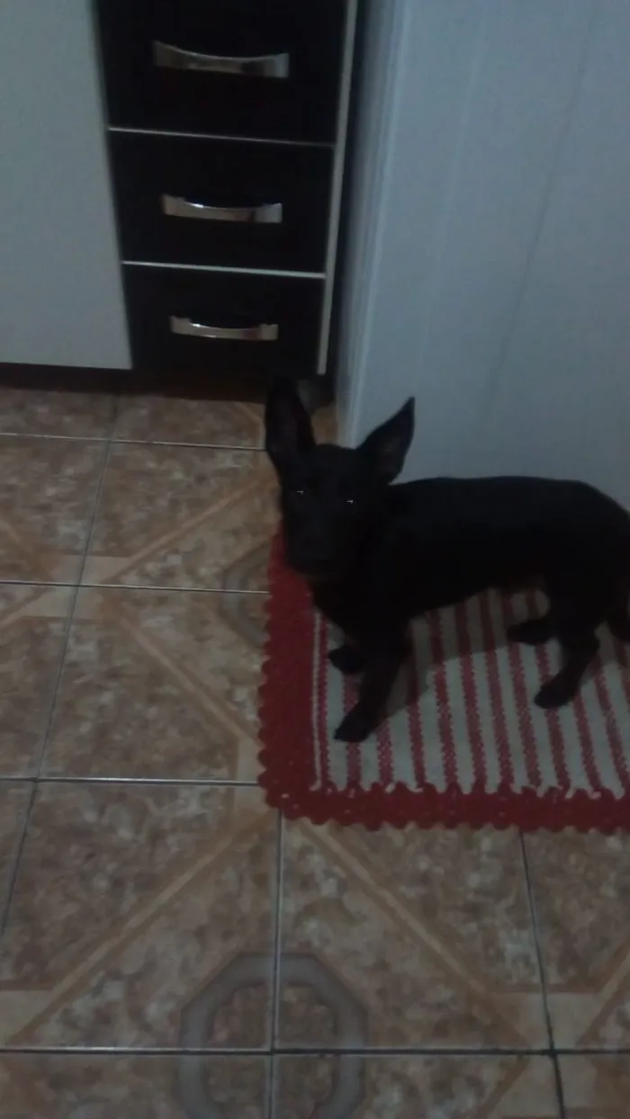 Cachorro ra a Vira lata  idade 2 a 6 meses nome Naruto
