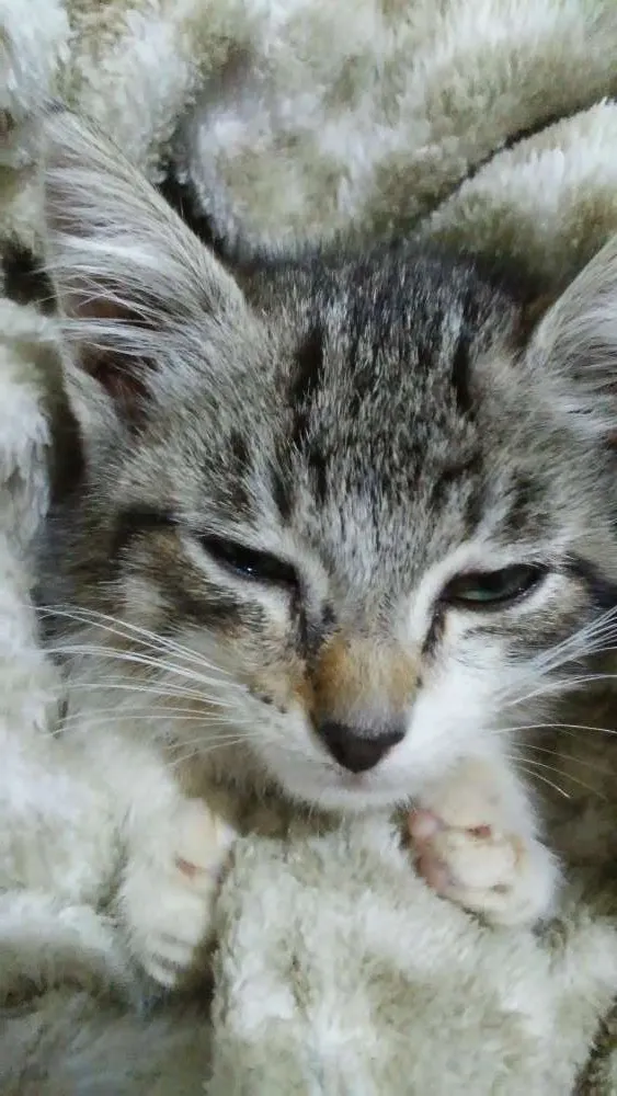 Gato ra a Felino idade Abaixo de 2 meses nome Pequenininho