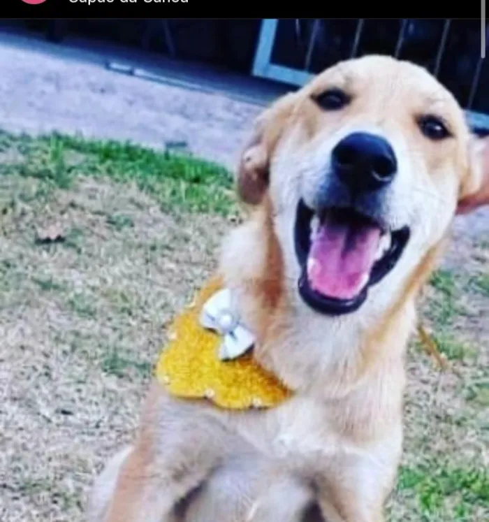 Cachorro raça SRD idade 7 a 11 meses nome Cristal CANIL