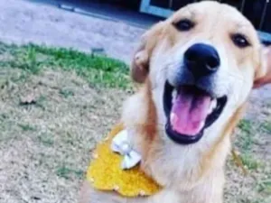 Cachorro raça SRD idade 7 a 11 meses nome Cristal CANIL