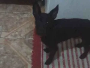 Cachorro raça Vira lata  idade 2 a 6 meses nome Naruto